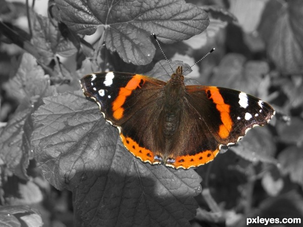 Red Admiral